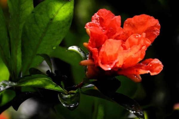 石榴花葉子發(fā)黃掉葉怎么辦