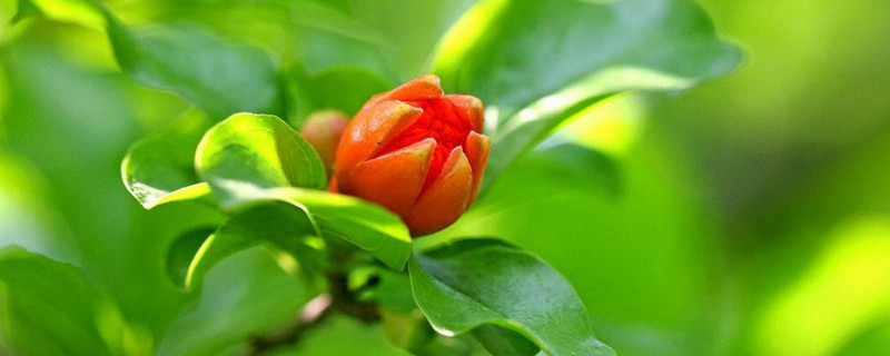 石榴樹干枯怎么補(bǔ)救