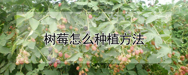 樹莓怎么種植方法
