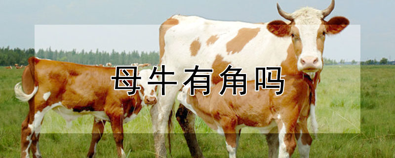 母牛有角嗎