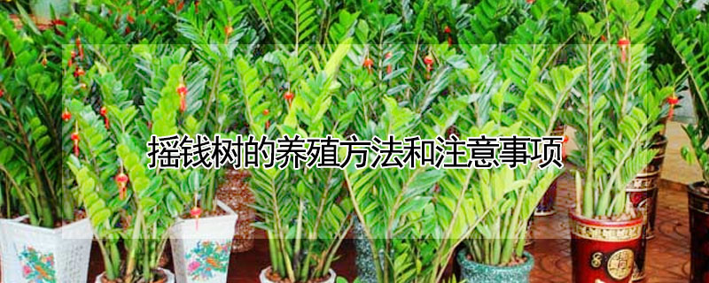 搖錢樹的養殖方法和注意事項