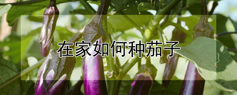 在家如何種茄子