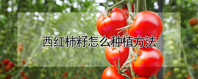 西紅柿籽怎么種植方法
