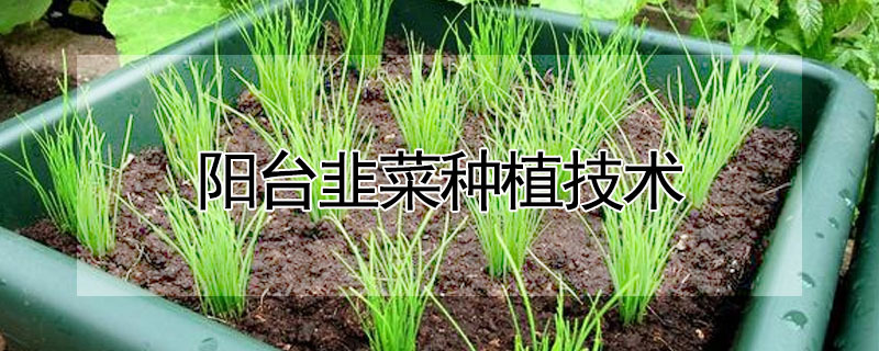 陽臺韭菜種植技術