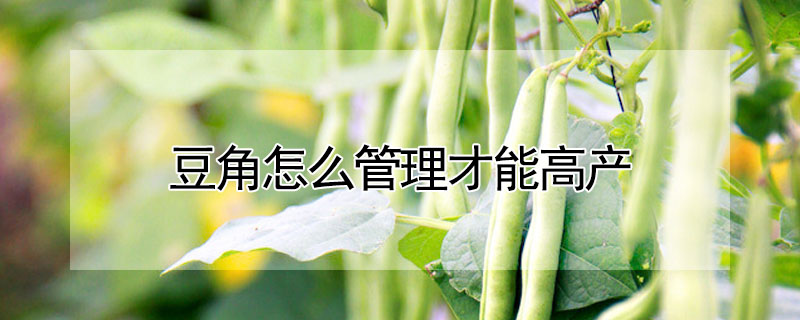 豆角怎么管理才能高產