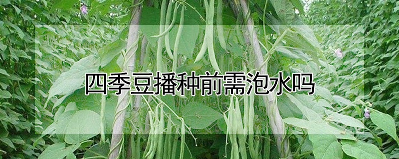 四季豆播種前需泡水嗎