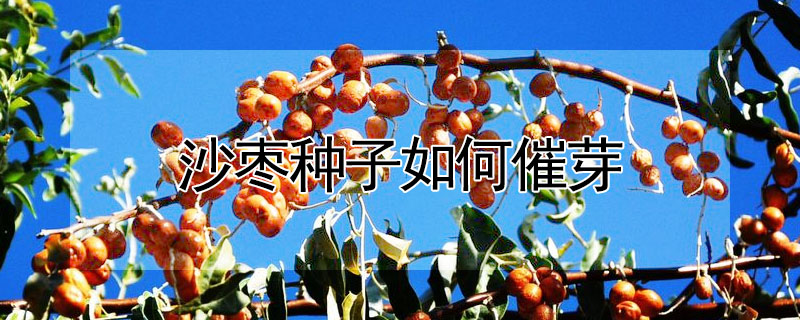 沙棗種子如何催芽