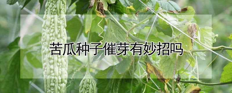 苦瓜種子催芽有妙招嗎