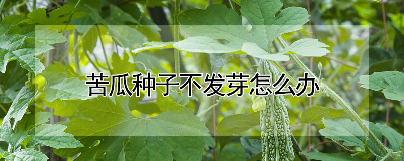 苦瓜種子不發芽怎么辦
