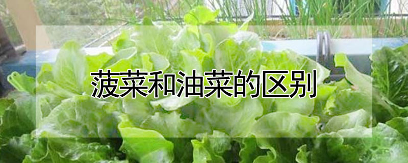 菠菜和油菜的區(qū)別
