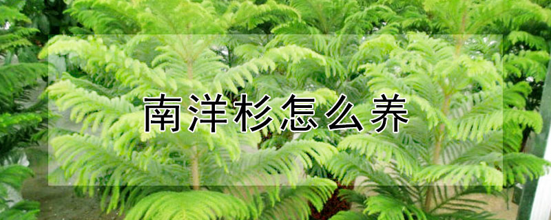 南洋杉怎么養