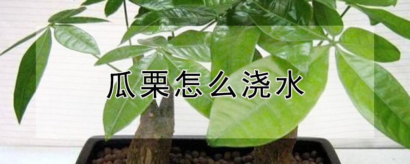 瓜栗怎么澆水