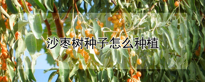 沙棗樹種子怎么種植
