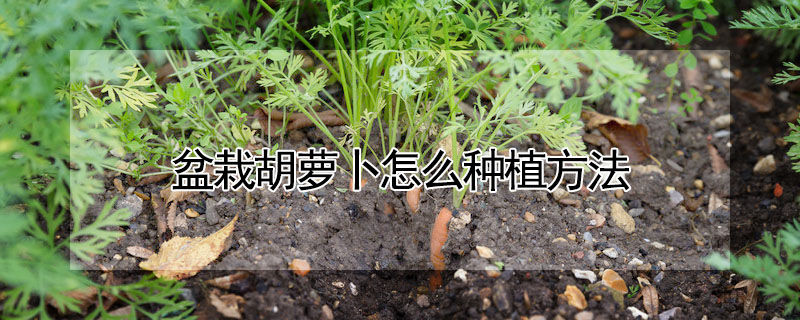 盆栽胡蘿卜怎么種植方法