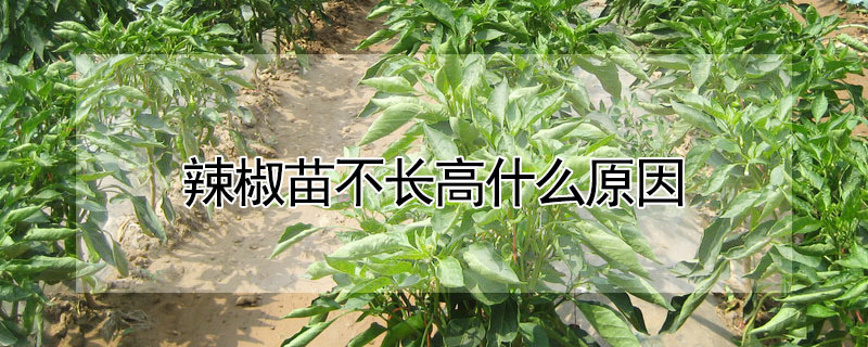 辣椒苗不長高什么原因