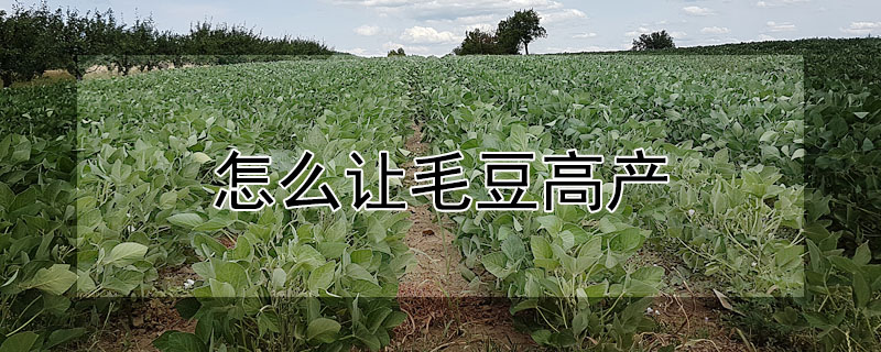 怎么讓毛豆高產(chǎn)