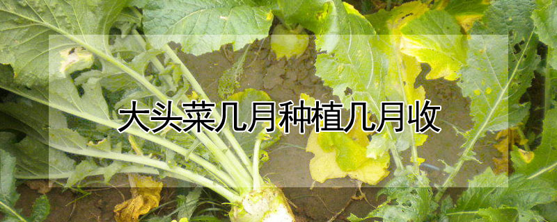 大頭菜幾月種植幾月收