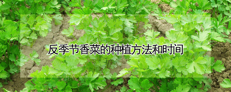 反季節(jié)香菜的種植方法和時(shí)間