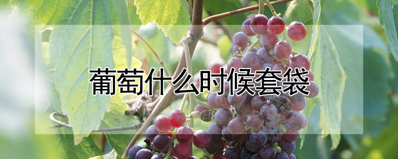 葡萄什么時候套袋