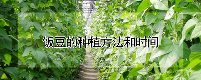 飯豆的種植方法和時間