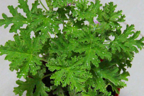驅(qū)蚊草有幾種