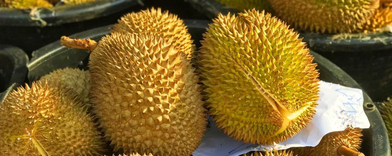 榴蓮種子怎么種
