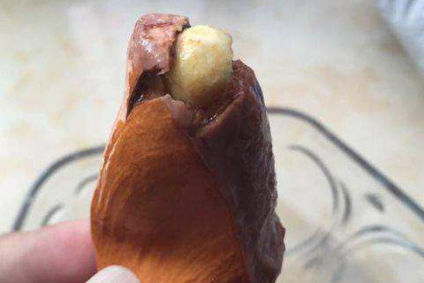 榴蓮種子怎么種