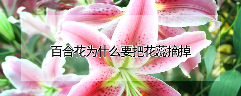 百合花為什么要把花蕊摘掉