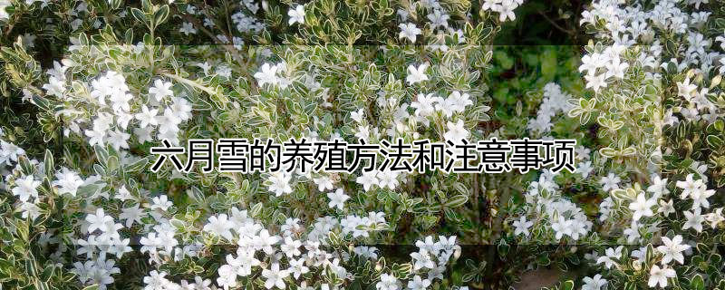 六月雪的養(yǎng)殖方法和注意事項(xiàng)