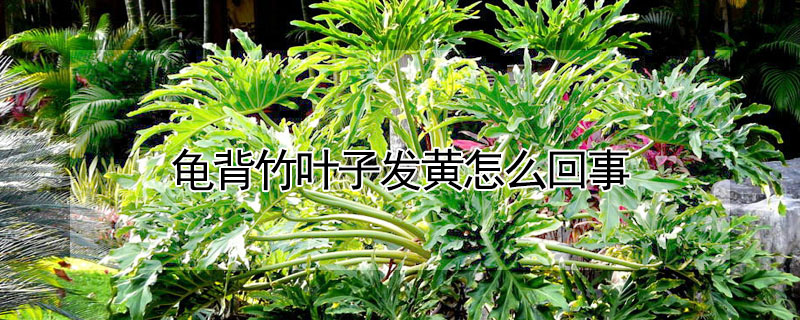 龜背竹葉子發黃怎么回事
