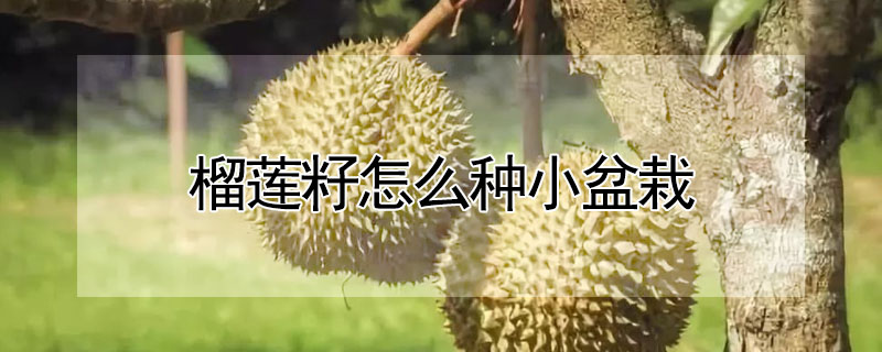 榴蓮籽怎么種小盆栽