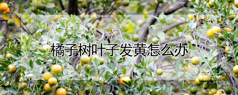 橘子樹葉子發(fā)黃怎么辦