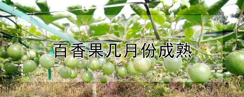百香果幾月份成熟