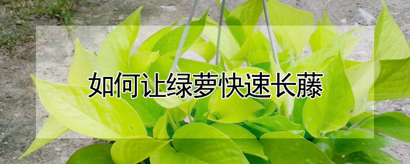 如何讓綠蘿快速長藤