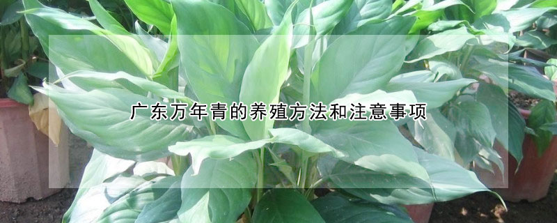 廣東萬年青的養(yǎng)殖方法和注意事項