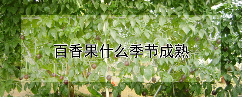 百香果什么季節成熟