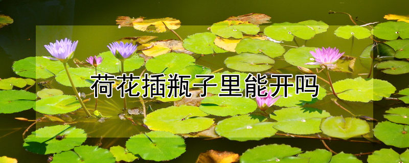 荷花插瓶子里能開嗎
