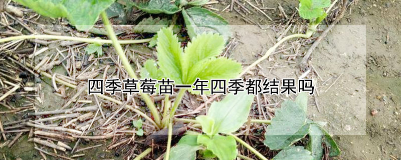 四季草莓苗一年四季都結(jié)果嗎