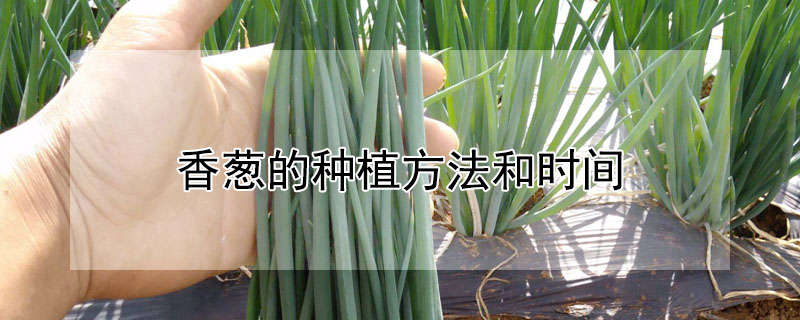 香蔥的種植方法和時間