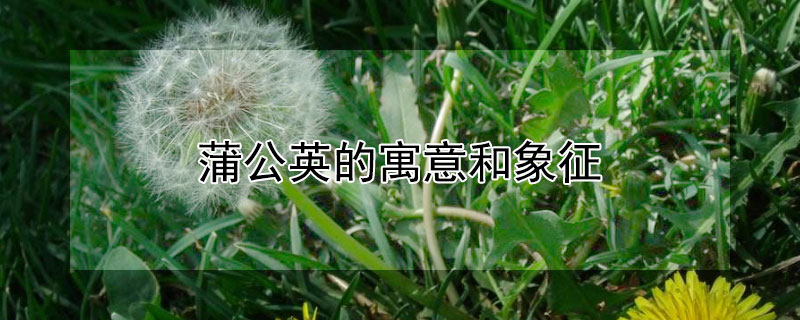 蒲公英的寓意和象征