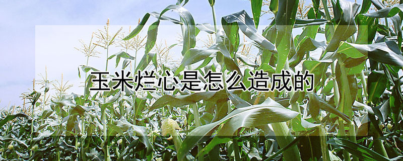 玉米爛心是怎么造成的