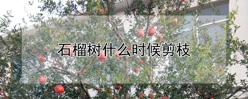 石榴樹什么時候剪枝