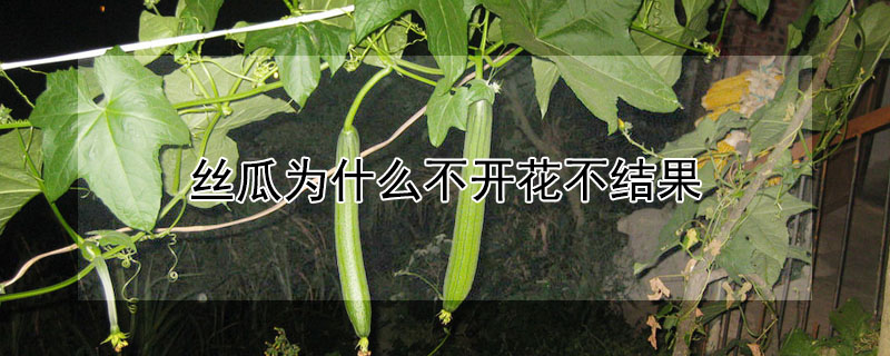 絲瓜為什么不開花不結(jié)果
