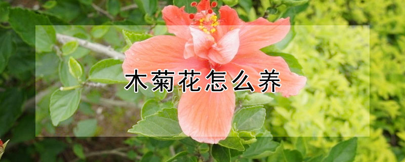 木菊花怎么養