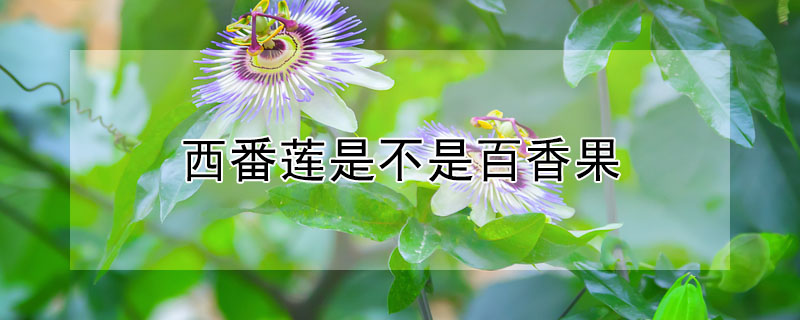西番蓮是不是百香果