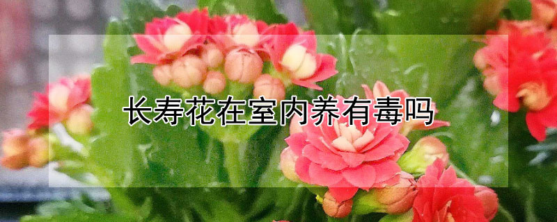 長壽花在室內養有毒嗎