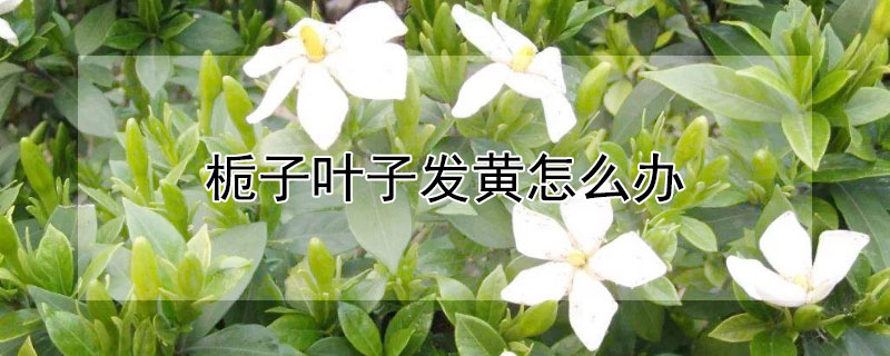 梔子葉子發黃怎么辦