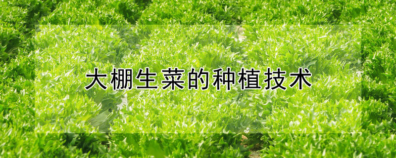大棚生菜的種植技術