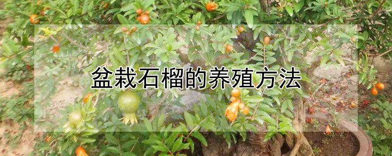 盆栽石榴的養(yǎng)殖方法