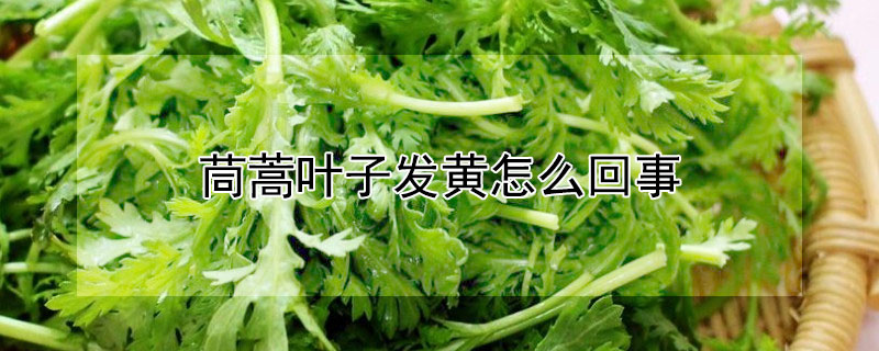 茼蒿葉子發黃怎么回事